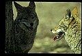 10060-00022-Coyote, Canis latrans agentatus.jpg