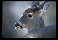 10065-00001-Whitetail Deer.jpg