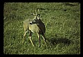 10065-00002-Whitetail Deer.jpg