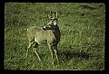 10065-00003-Whitetail Deer.jpg