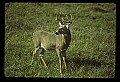 10065-00004-Whitetail Deer.jpg