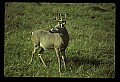 10065-00005-Whitetail Deer.jpg