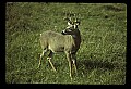 10065-00006-Whitetail Deer.jpg
