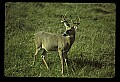 10065-00007-Whitetail Deer.jpg