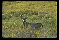 10065-00009-Whitetail Deer.jpg