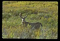10065-00010-Whitetail Deer.jpg