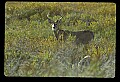 10065-00012-Whitetail Deer.jpg