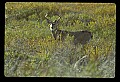 10065-00013-Whitetail Deer.jpg
