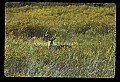 10065-00014-Whitetail Deer.jpg