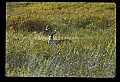 10065-00015-Whitetail Deer.jpg