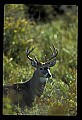 10065-00016-Whitetail Deer.jpg