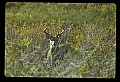 10065-00018-Whitetail Deer.jpg
