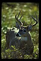 10065-00019-Whitetail Deer.jpg