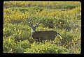 10065-00020-Whitetail Deer.jpg