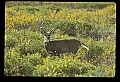 10065-00021-Whitetail Deer.jpg