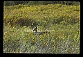 10065-00022-Whitetail Deer.jpg