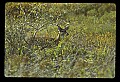 10065-00023-Whitetail Deer.jpg