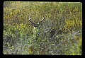 10065-00024-Whitetail Deer.jpg