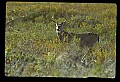 10065-00025-Whitetail Deer.jpg