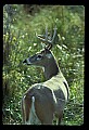 10065-00026-Whitetail Deer.jpg