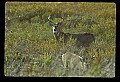 10065-00028-Whitetail Deer.jpg