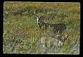10065-00029-Whitetail Deer.jpg