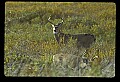 10065-00030-Whitetail Deer.jpg