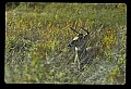 10065-00032-Whitetail Deer.jpg