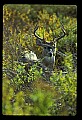 10065-00035-Whitetail Deer.jpg
