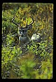 10065-00036-Whitetail Deer.jpg