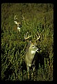 10065-00037-Whitetail Deer.jpg