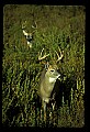 10065-00038-Whitetail Deer.jpg
