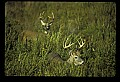 10065-00039-Whitetail Deer.jpg
