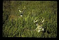 10065-00040-Whitetail Deer.jpg