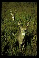 10065-00042-Whitetail Deer.jpg