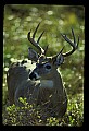 10065-00043-Whitetail Deer.jpg