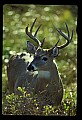 10065-00044-Whitetail Deer.jpg