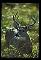 10065-00045-Whitetail Deer.jpg