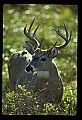 10065-00046-Whitetail Deer.jpg