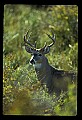 10065-00048-Whitetail Deer.jpg