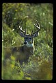 10065-00049-Whitetail Deer.jpg