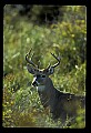 10065-00050-Whitetail Deer.jpg