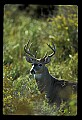 10065-00051-Whitetail Deer.jpg