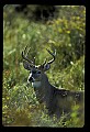 10065-00052-Whitetail Deer.jpg