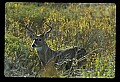 10065-00054-Whitetail Deer.jpg