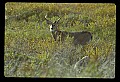 10065-00056-Whitetail Deer.jpg