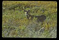 10065-00057-Whitetail Deer.jpg