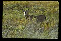 10065-00058-Whitetail Deer.jpg