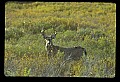 10065-00060-Whitetail Deer.jpg