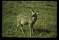 10065-00061-Whitetail Deer.jpg